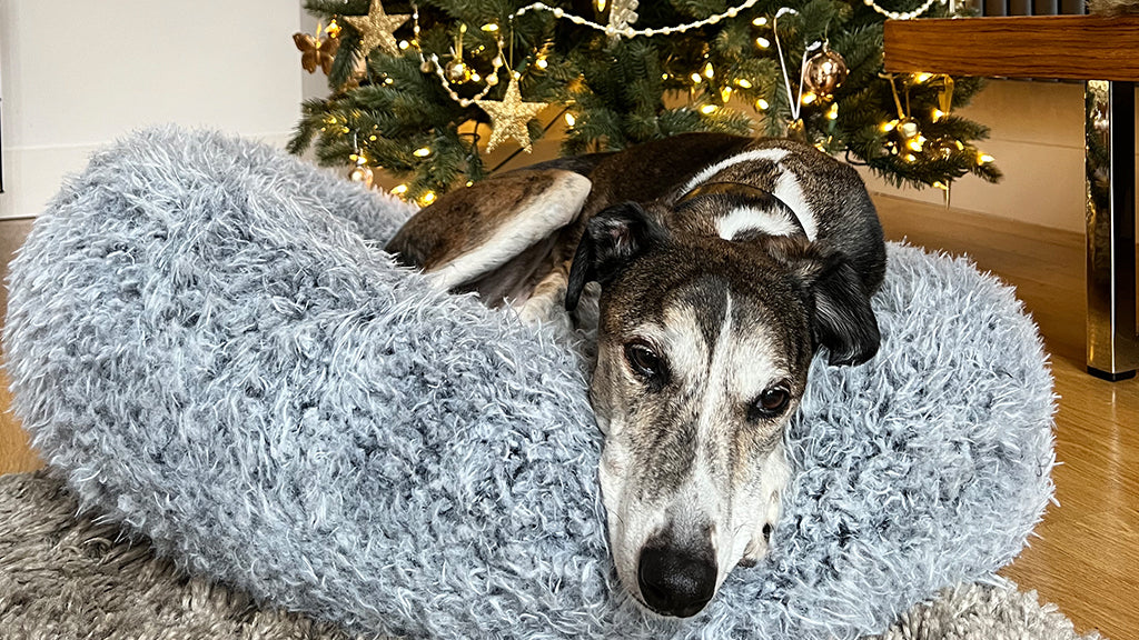 Photo showing a sleepy grey and white lurcher on a grey dog bed in front of a Christmas tree