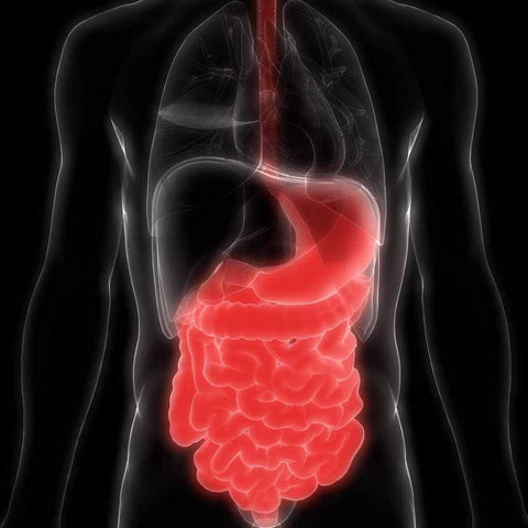 collagen in the gut